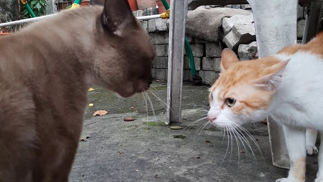 Cats fighting over territory