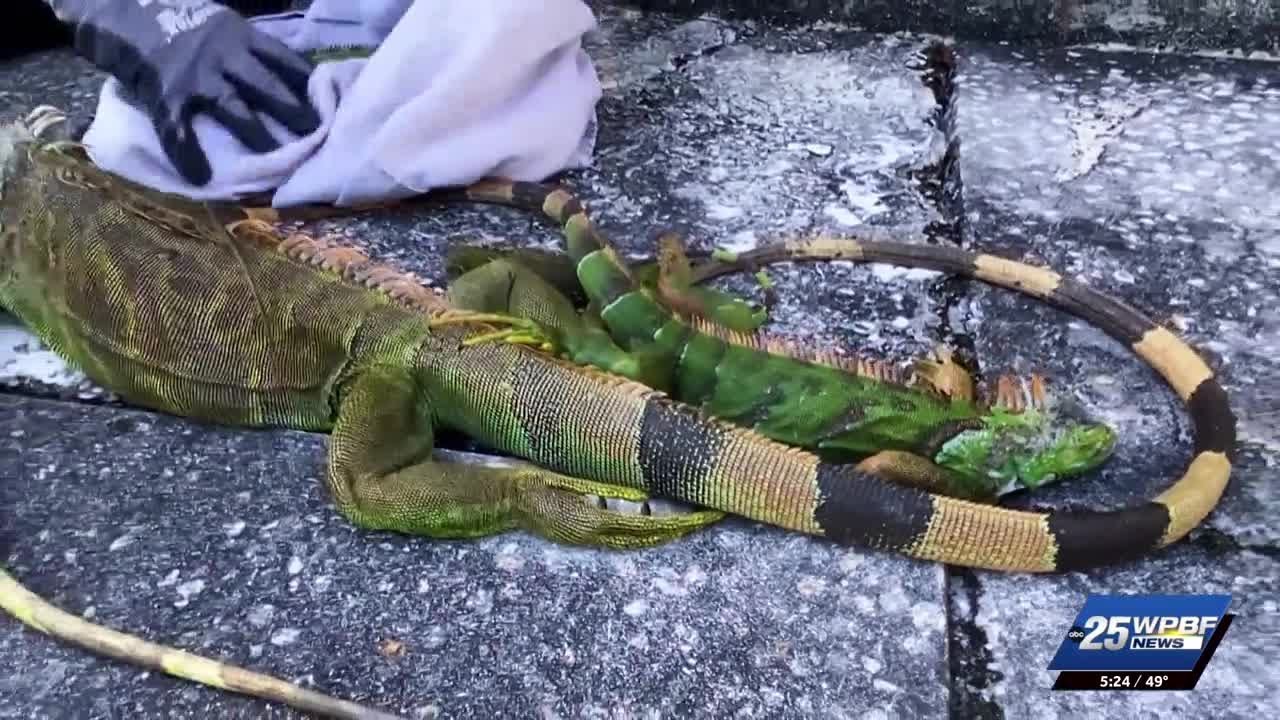 Extreme cold in Florida prompts large-scale collection efforts of invasive iguanas