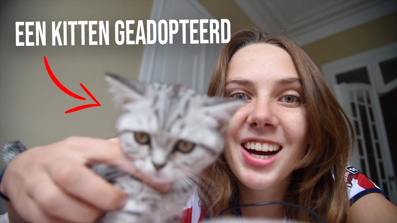 EEN KITTEN GEADOPTEERD