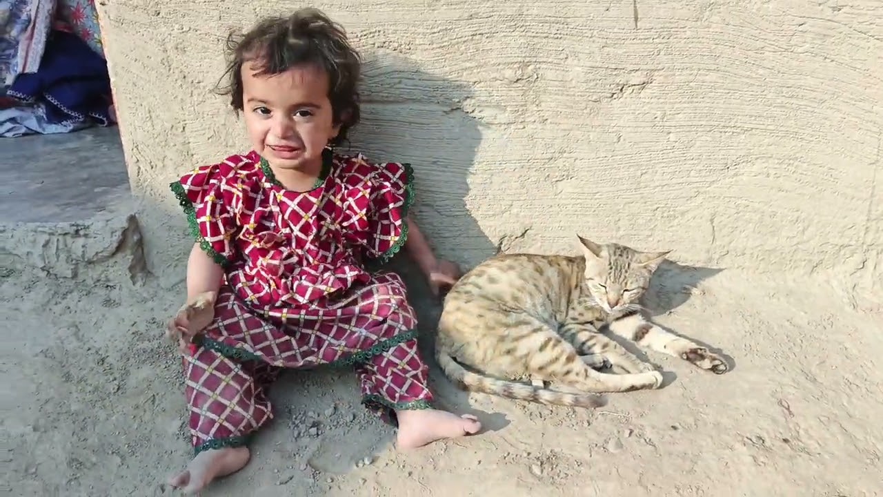 Funny cat in village 