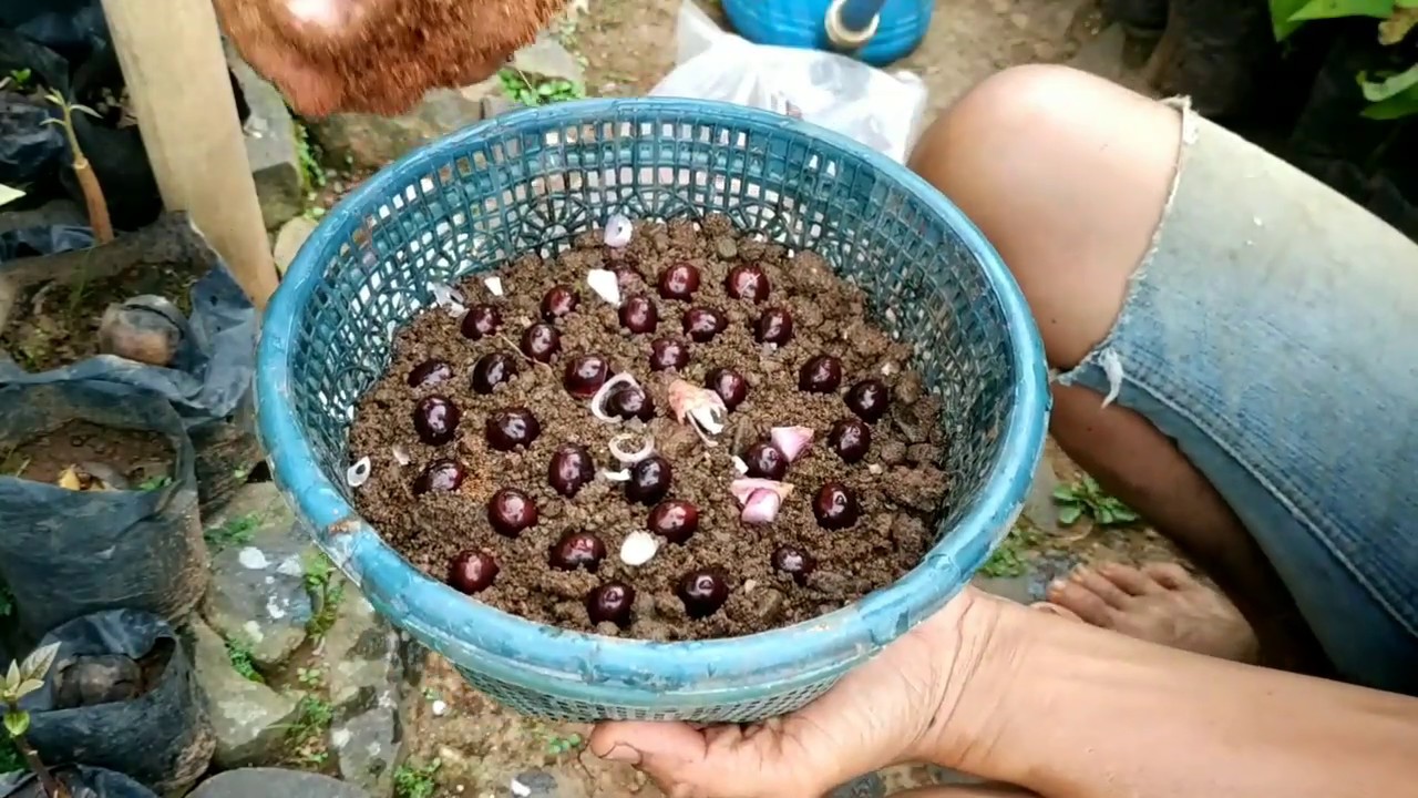 Cara Semai Biji Kelengkeng