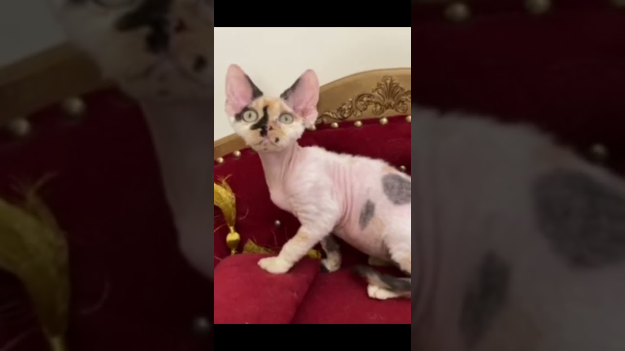 Девон-рекс калико - Devon Rex Calico 