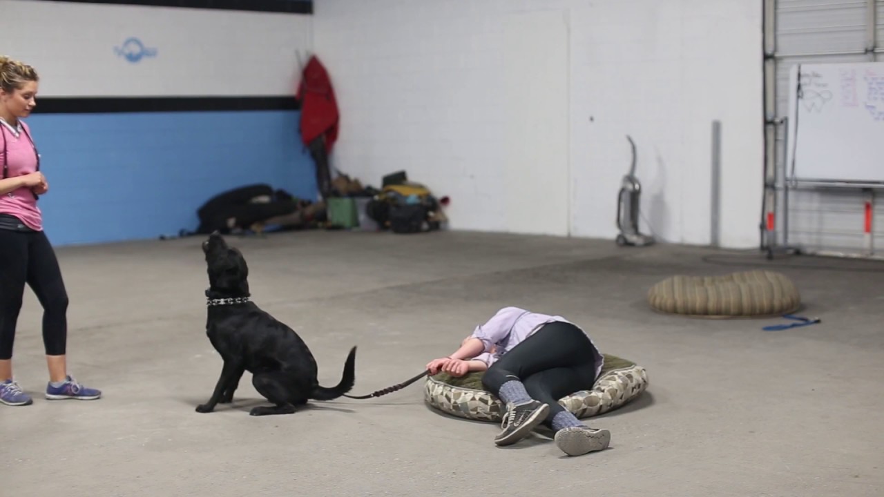 Dogs Who Serve- Service Dog for a Person Who Passes Out