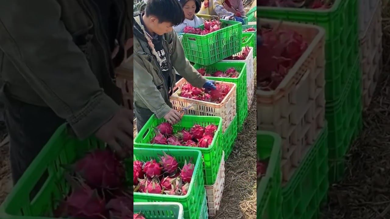 dragon fruit packing process 
