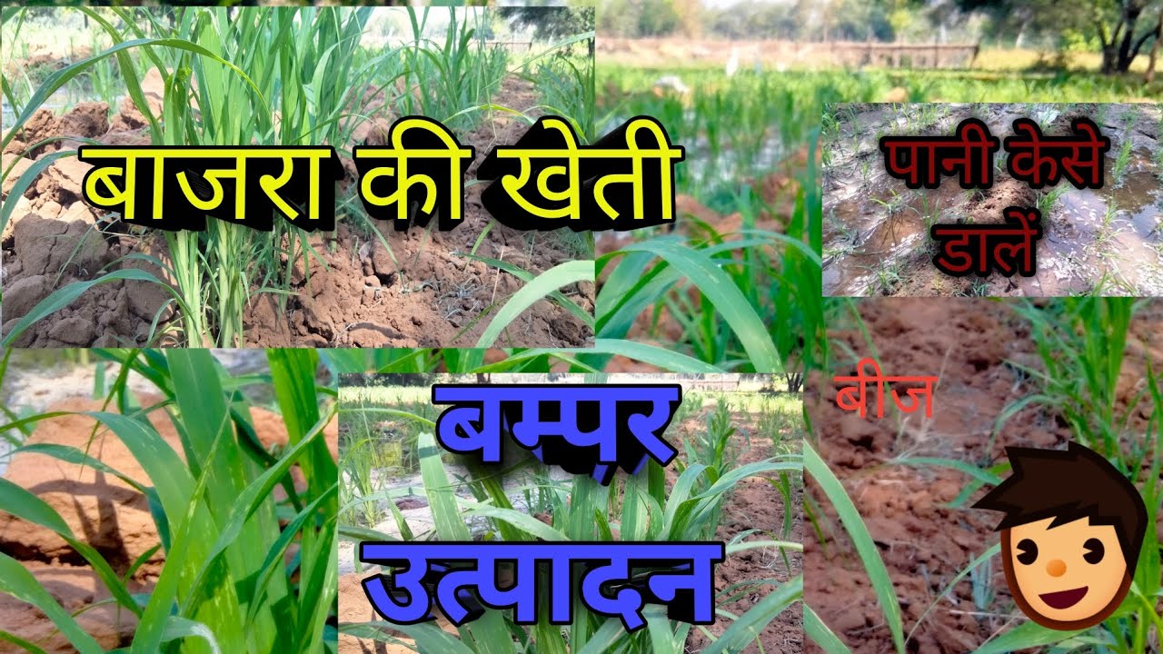 बाजरा की खेती #बम्पर उत्पादन #farming #agriculture #garden #vlog 