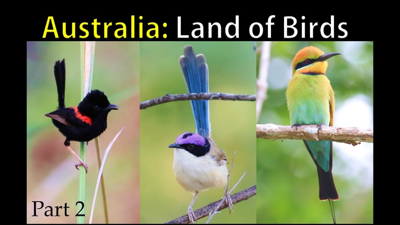 Land of Birds: Part 2
