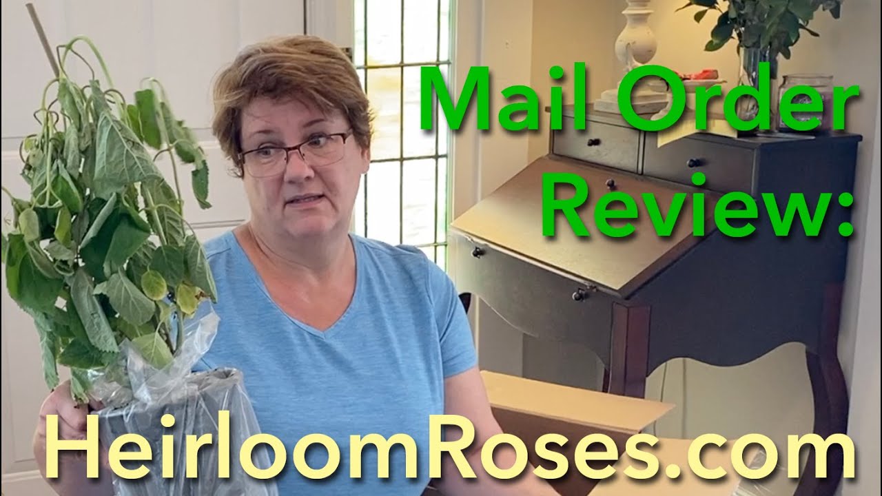 Mail Order Review: Heirloom Roses.com 🌹🌸🪴