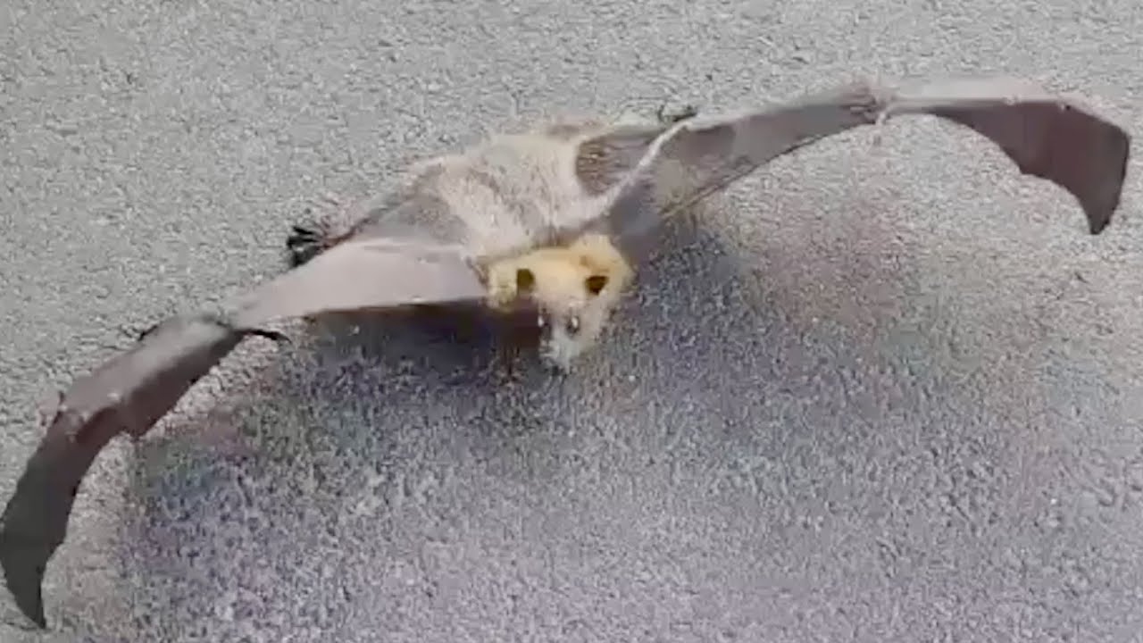 Rescuing a flying-fox in a car park:  this is Commissaire