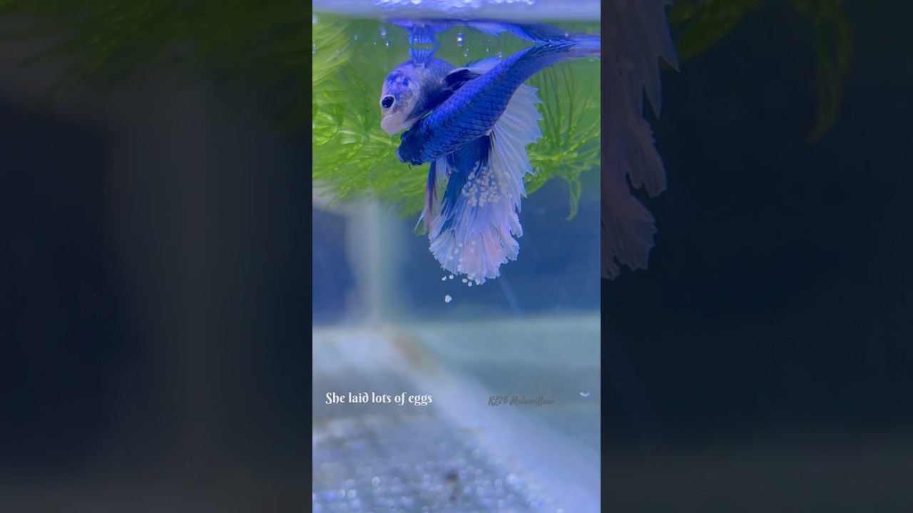 Betta fish laying eggs 🥰#short #breeding #shorts