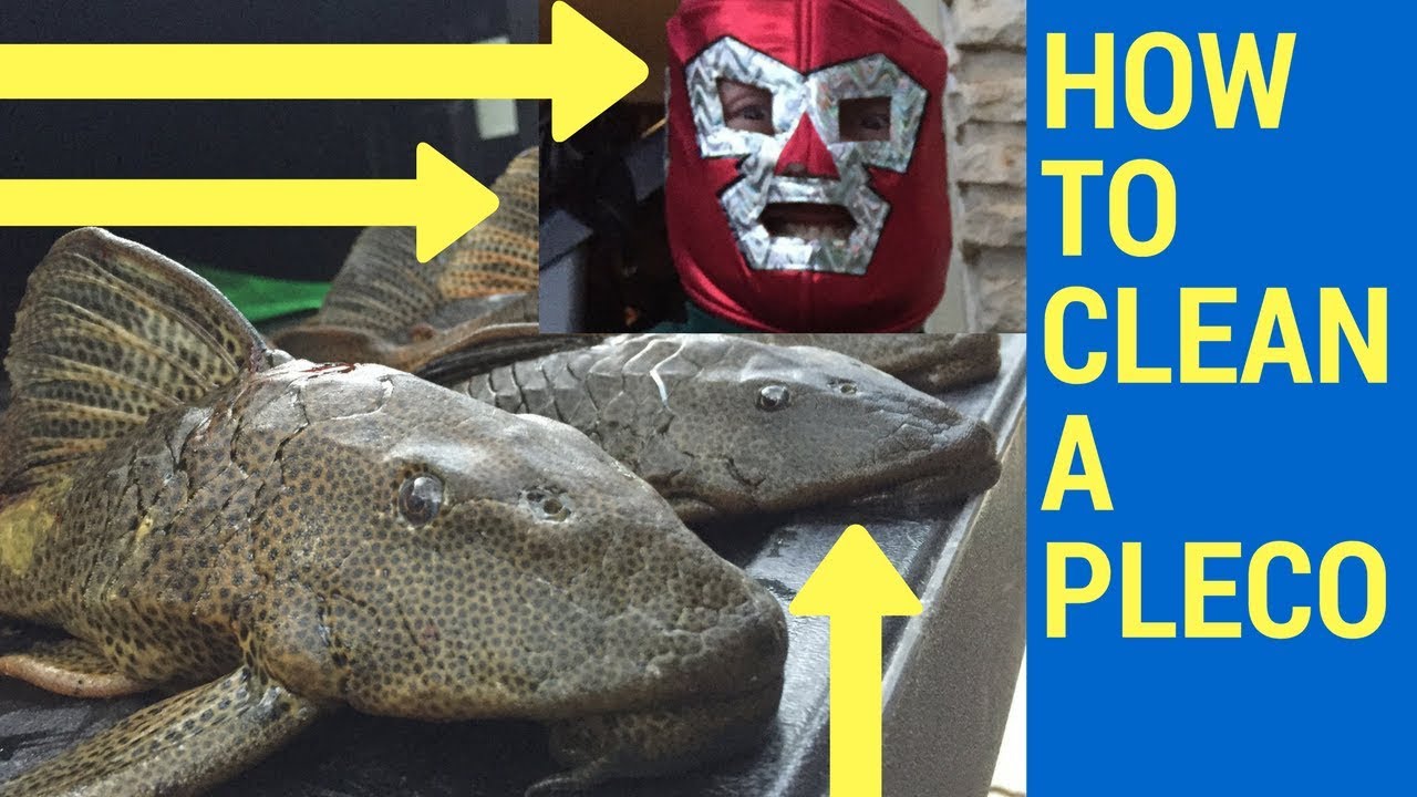 How to clean a Pleco (Plecostomus) Armored Catfish👍