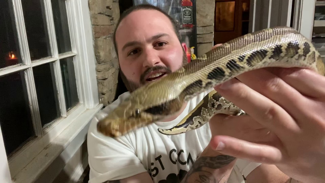 Эпизод 19: Попытка объяснить «комплекс короткого хвоста» так, чтобы не запутать вас ещё больше.