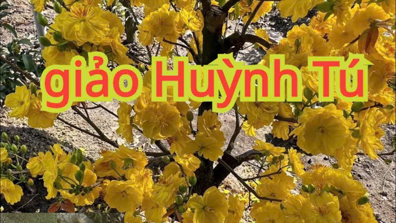 Giao Huỳnh Tú đón giao thừa 2026 tại làng mai bình lợi tphcm