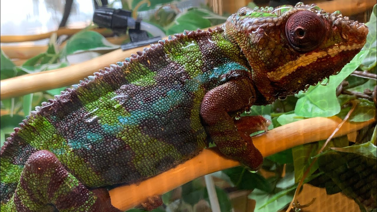 Panther Chameleon drinks water from big dripper
