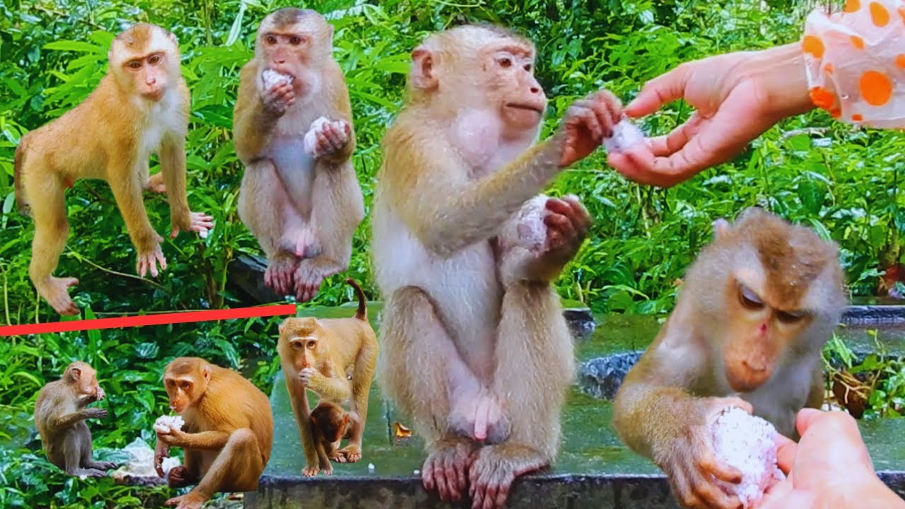 Give some rice to monkey Rojo Ricky Libby and other monkeys eats.