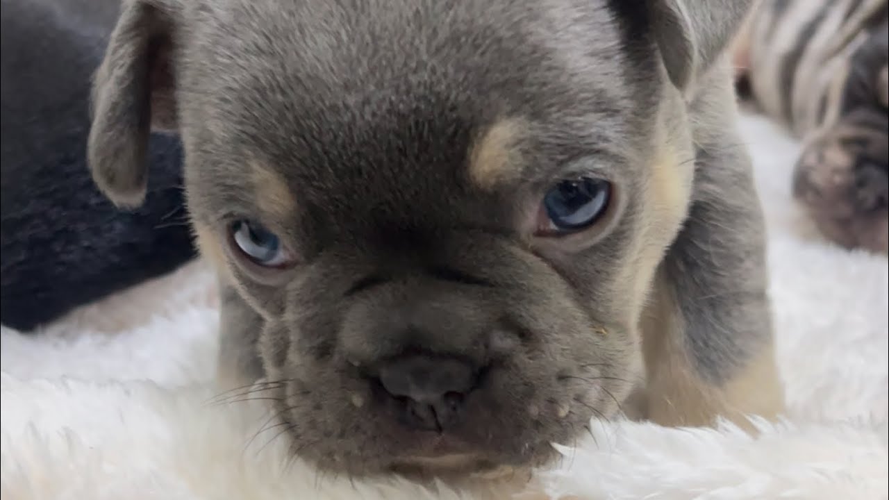 BULLDOG FRANCÉS /INCUBADORAS Y SU GRAN VENTAJA EN CACHORROS RECIÉN NACIDOS
