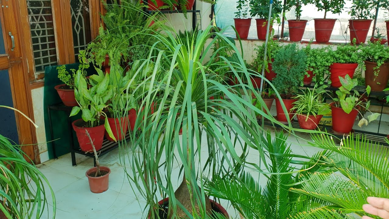 Care of Nolina Palm / Ponytail Palm / Elephant Foot Palm || How to Grow and Care Nolina Palm