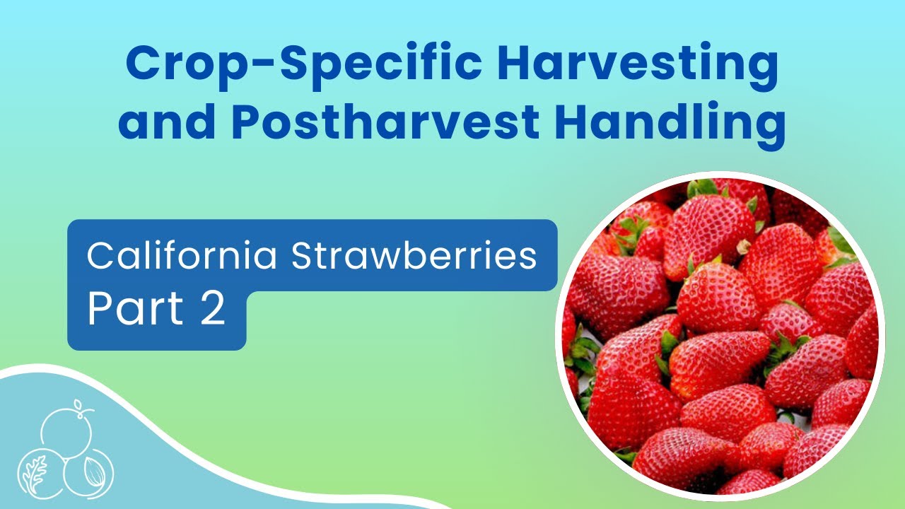 California Strawberries: Quality and Safety | Part 2