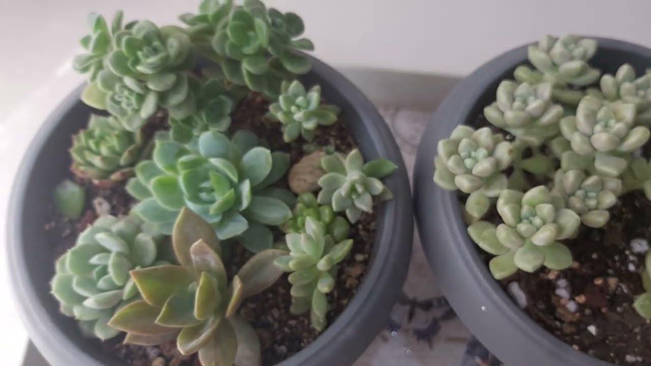 Sukulent Tarçınlı Sulama?Saksı değişimi sonrası sararan ve kuruyan yapraklar #succulent #vlog