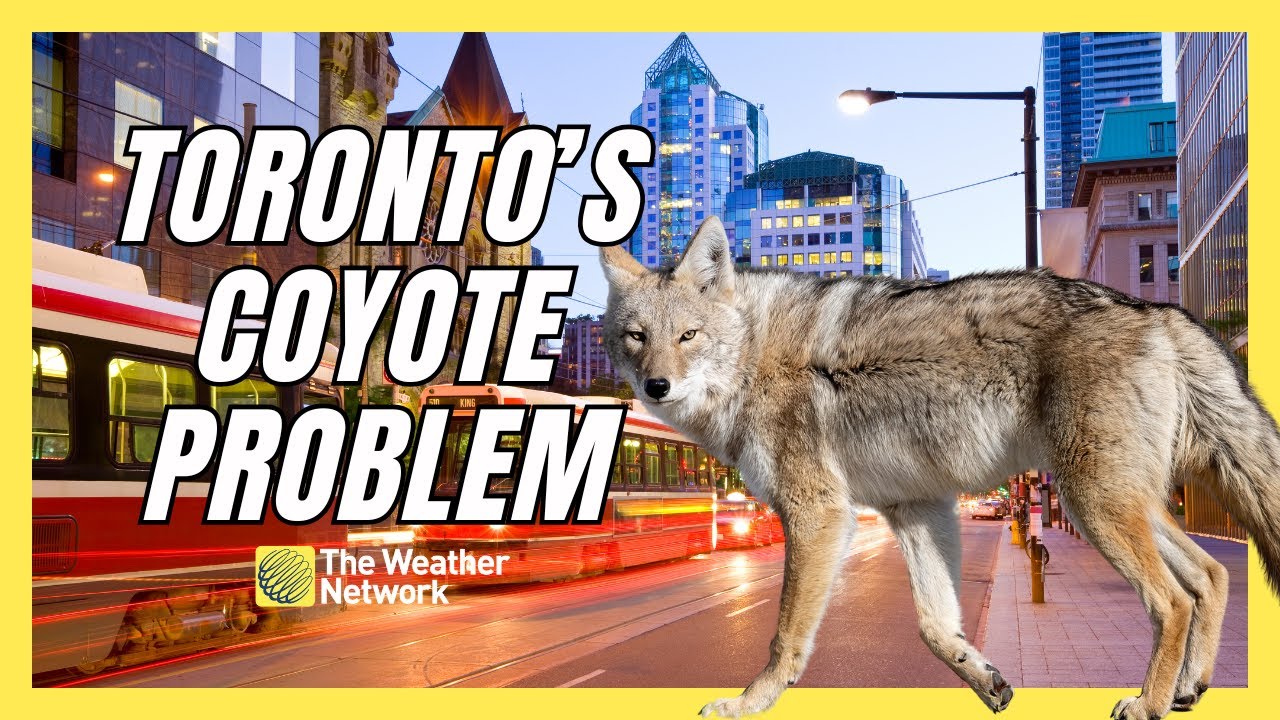 Toronto Is Having A Serious Coyote Problem, What The City Is Doing About It