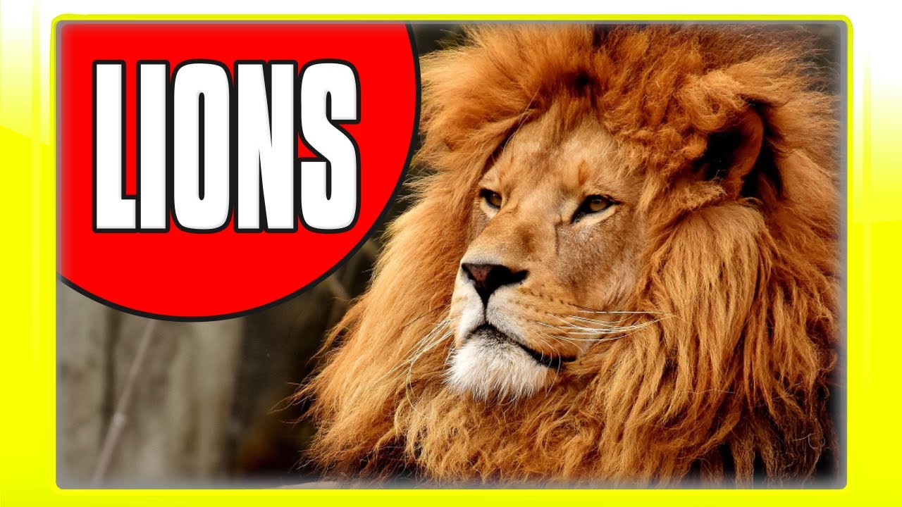 LION FACTS for Children - Fun Educational Video about Lions for Toddlers, Preschoolers