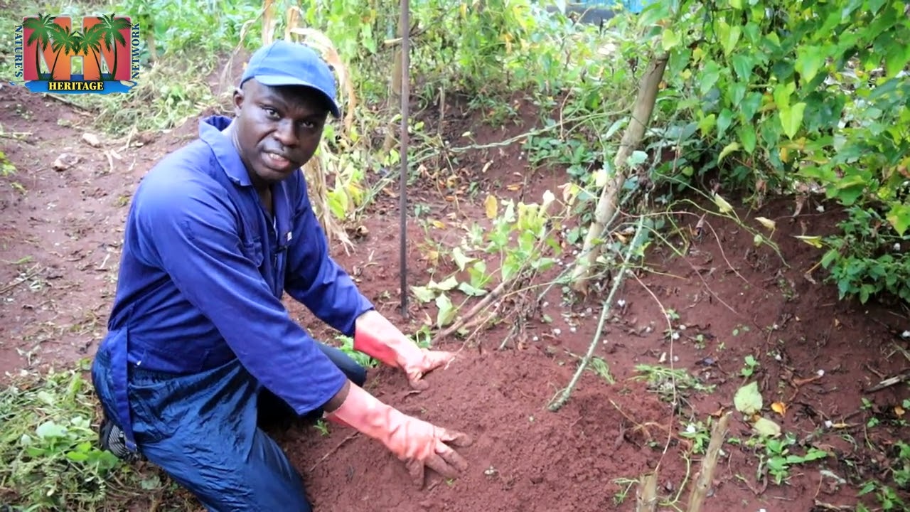 NEW METHOD of  Milking yams : A MUST WATCH!