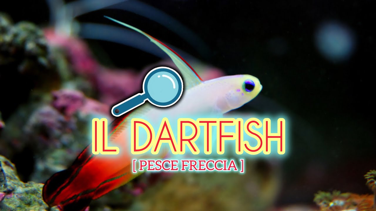 PARLIAMO DEL NEMATELEOTRIS DECORA & MAGNIFICA [ RUBRICA 🐠 ]