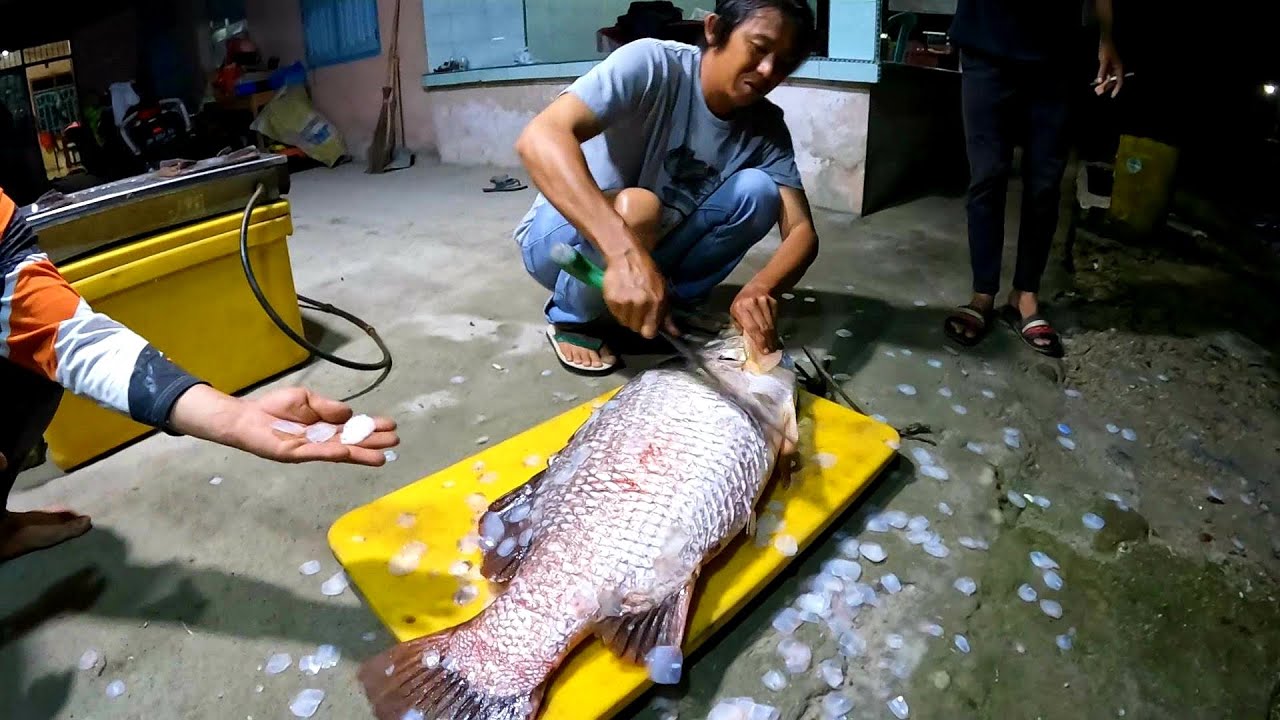 KAKEK USIA 60 TAHUN STRIKE IKAN BARRAMUNDI 15KG CUMA PAKE JORAN KECIL