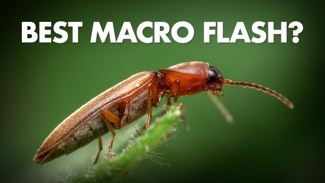 Meike MK-320 – Best Flash for Macro Photography?
