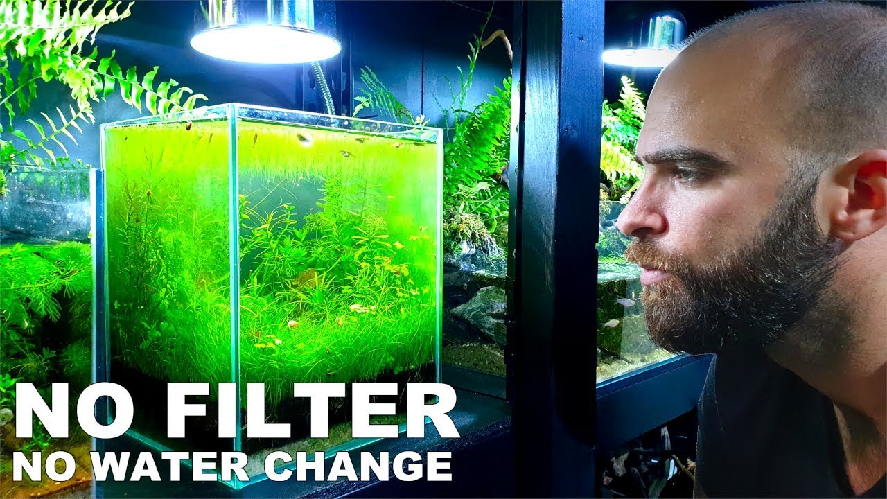2 GALLON Planted Nano Tank | NO WATER CHANGE: 3 months (How To: No Filter No Ferts No co2 No Heater)