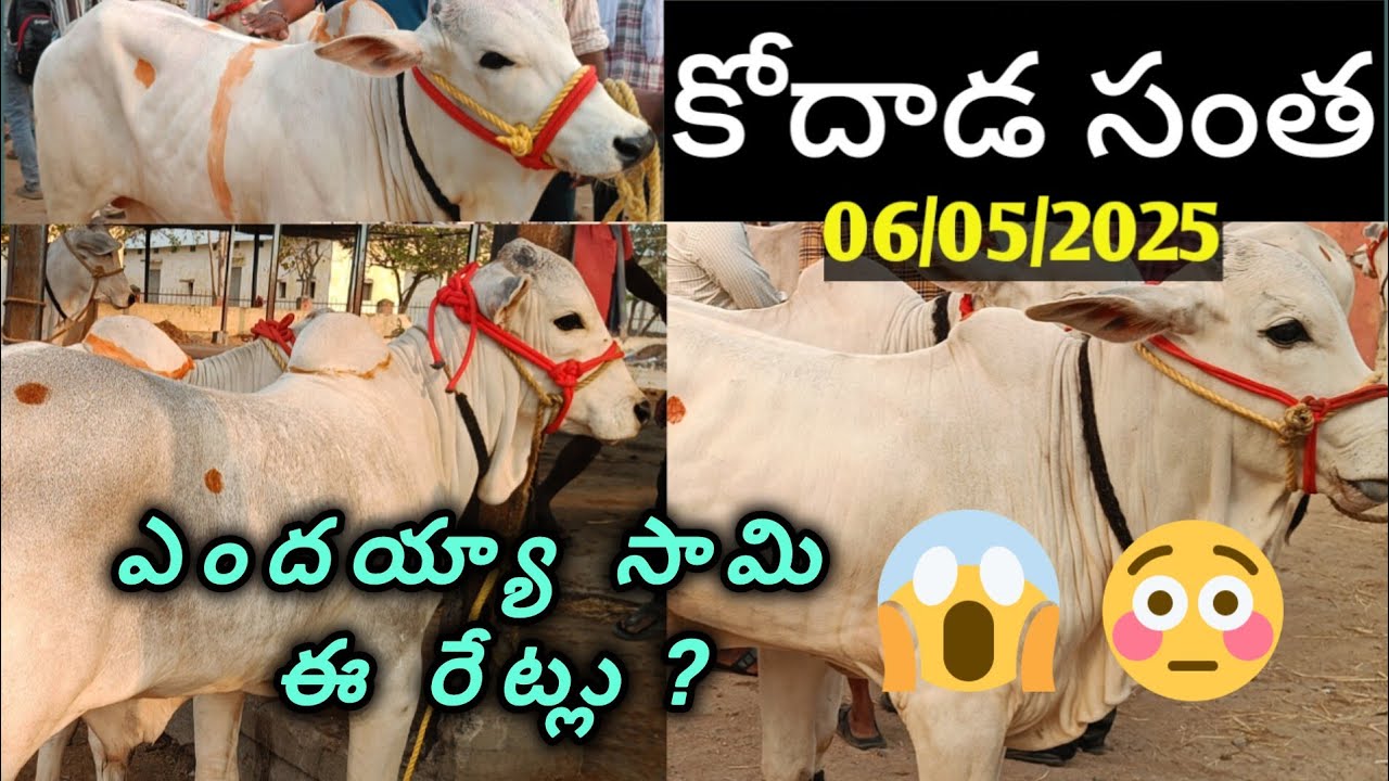 06/04/2025 Kodada Santa Full Video | Kodada Bulls Market today | Ongole Bulls | Ongole Cattle
