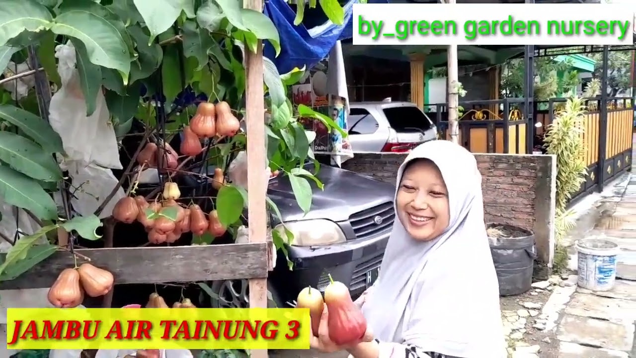 PANEN JAMBU TAINUNG 3 ( SUGAR BERBIE)
