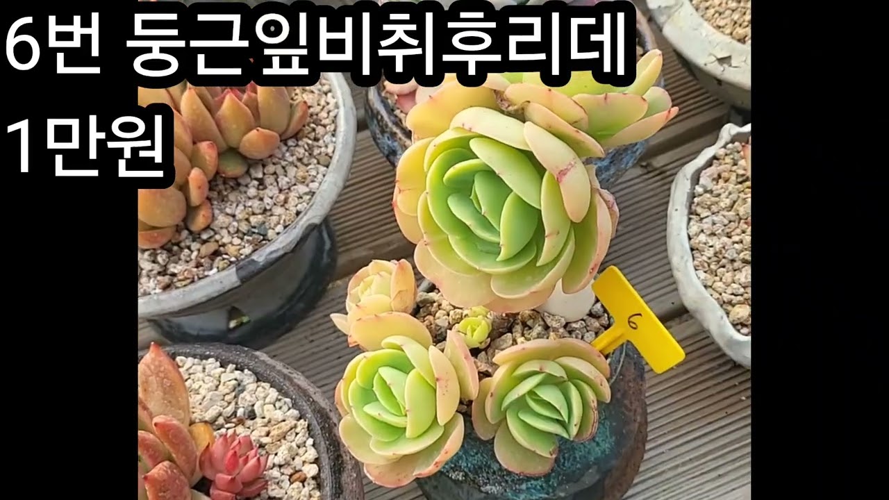 3월14일##국민이세트10종##에오니움세트 7종##창세트 6종##창세트 10종##에오니움 단품 ## 빈이네다육 010-7556-6047 ##주문은 문자로 주세요 ##