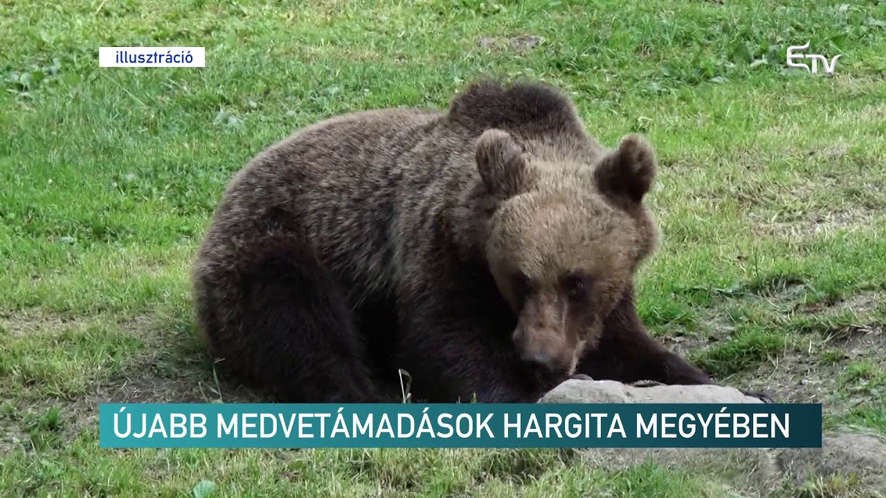 Újabb medvetámadások Hargita megyében – Erdélyi Magyar Televízió