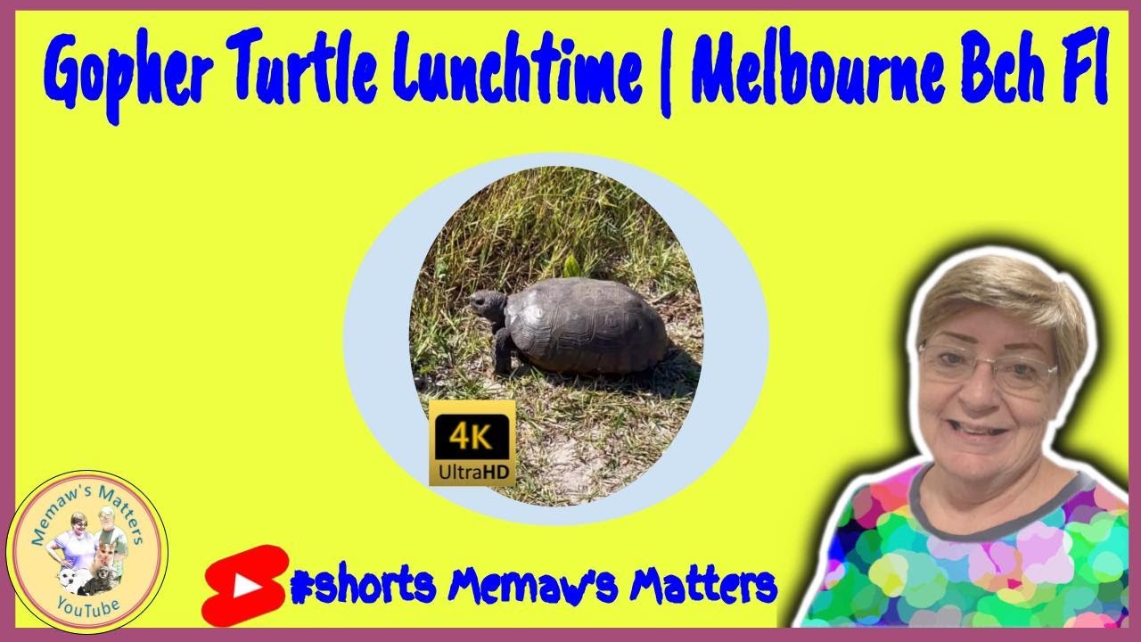Gopher Turtle Lunchtime in 4KHD! #shorts