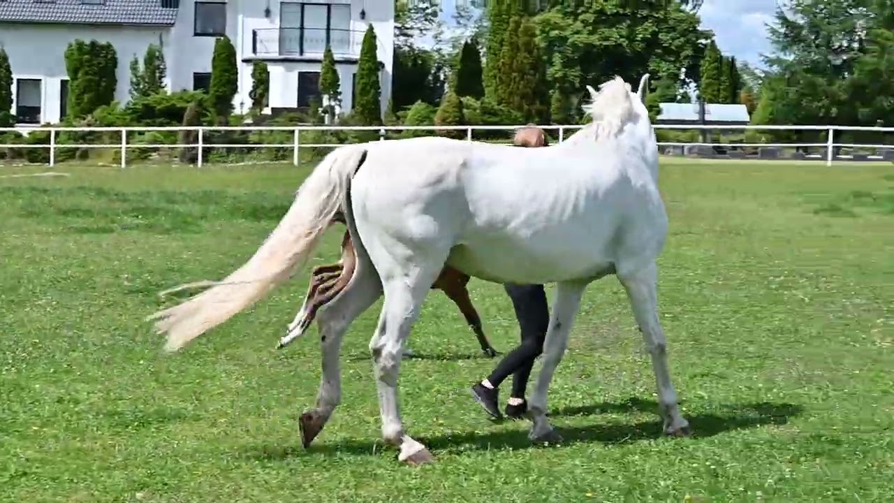 NIXALIDI- stallion born 2025