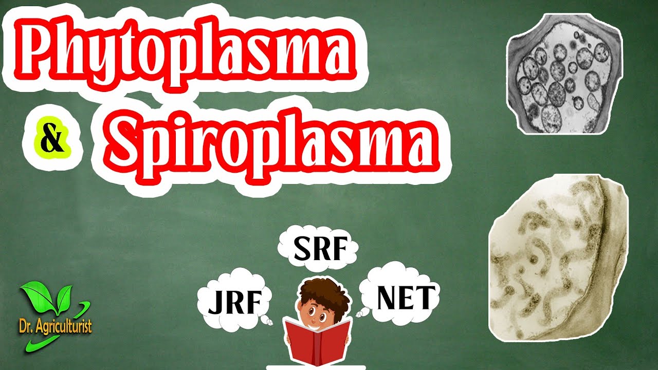 Phytoplasma and Spiroplasma facts | Plant Pathology