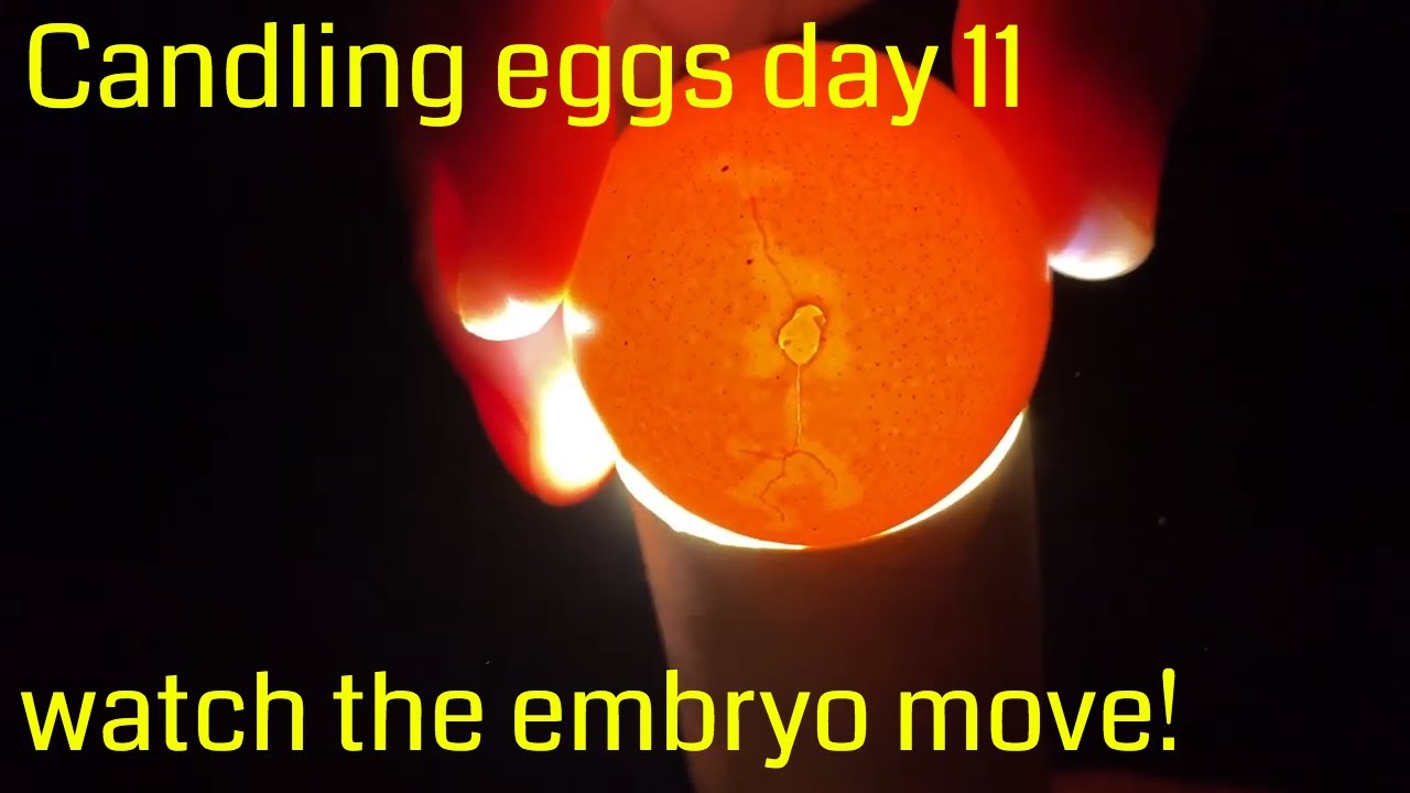 Incubation day 11