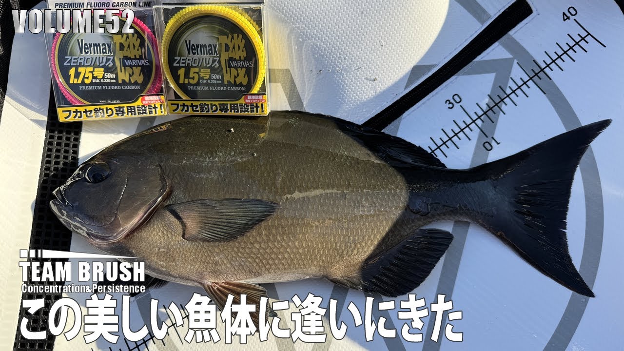 入間沖磯で尾長メジナ（グレ）と戯れる！#auraアウラ #VARIVASバリバス #宇崎日新 #ownerオーナーばり