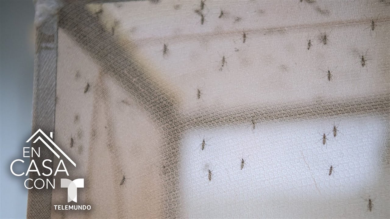 California implementa plan de control de cepas con mosquitos modificados gen&eacute;ticamente | Telemundo