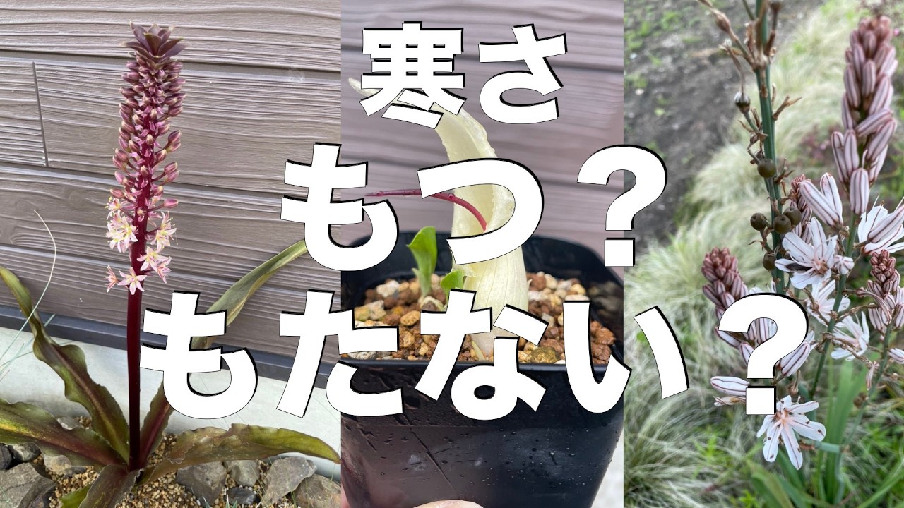 白馬のリアル耐寒性検証！この植物寒さにもつ？もたない？