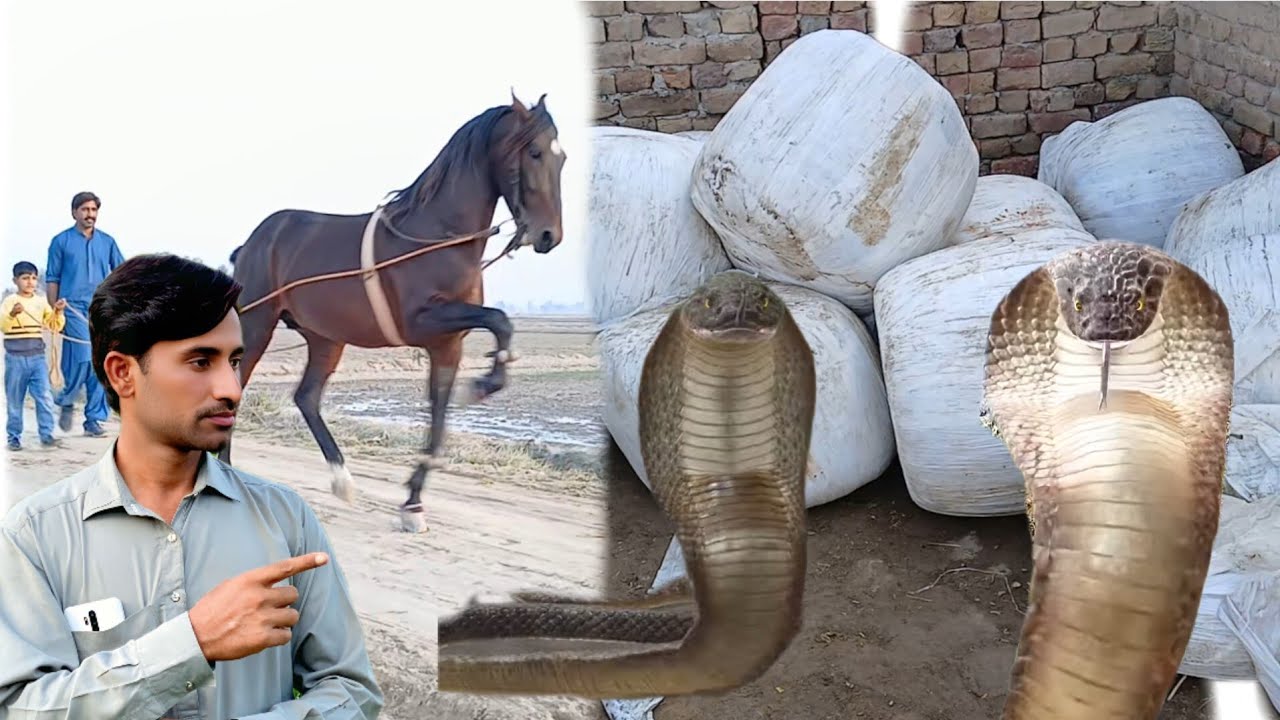 Bhainson keliye silage le aye......snake ne buhat tang kiya aur Red rose ko bahir le gye.....