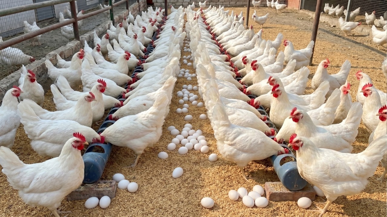Inside a High Production Chicken Farm | Incredible Egg Collection.