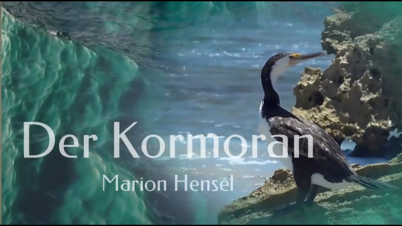 Der Kormoran