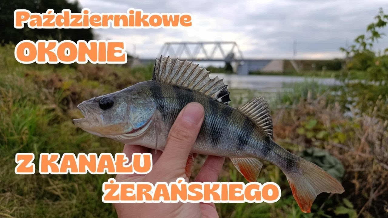 OKONIE z KANAŁU ŻERAŃSKIGO na SPINNING #fishing #spinning #perchfishing #wędkarstwo