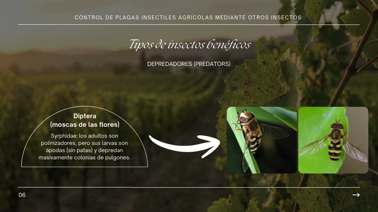 CONTROL DE PLAGAS INSECTILES AGRÍCOLAS MEDIANTE OTROS INSECTOS 