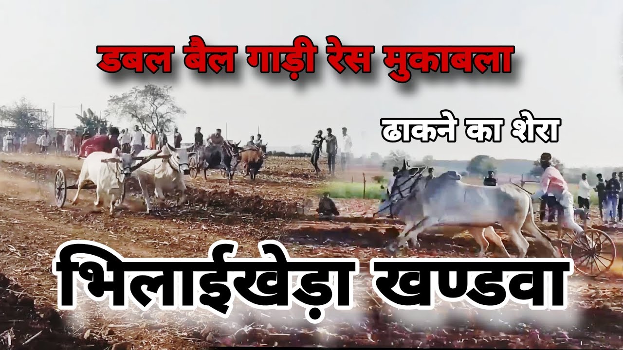 डबल बैल गाड़ी रेस मुकाबला भिलाईखेड़ा | ढाकने का शेरा बैल | dk dilip vlogs 