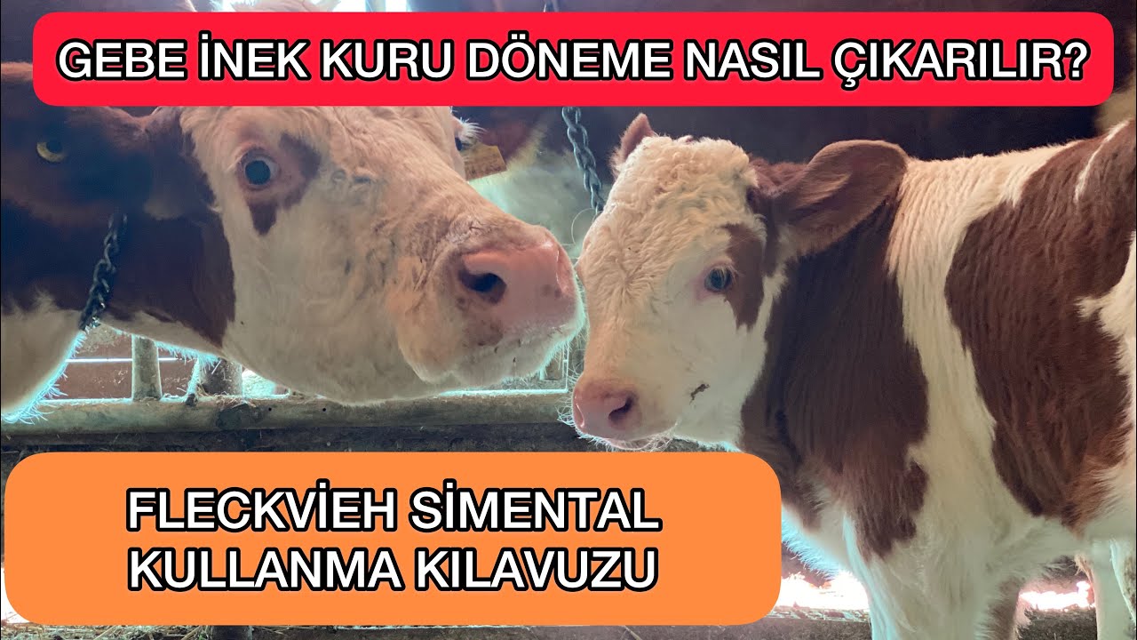 MERAK ETTİKLERİNİZ !!! İNEKLER KURU DÖNEMDE NASIL BESLENMELİ ? #inek #kurudönem #tarim #hayvancılık