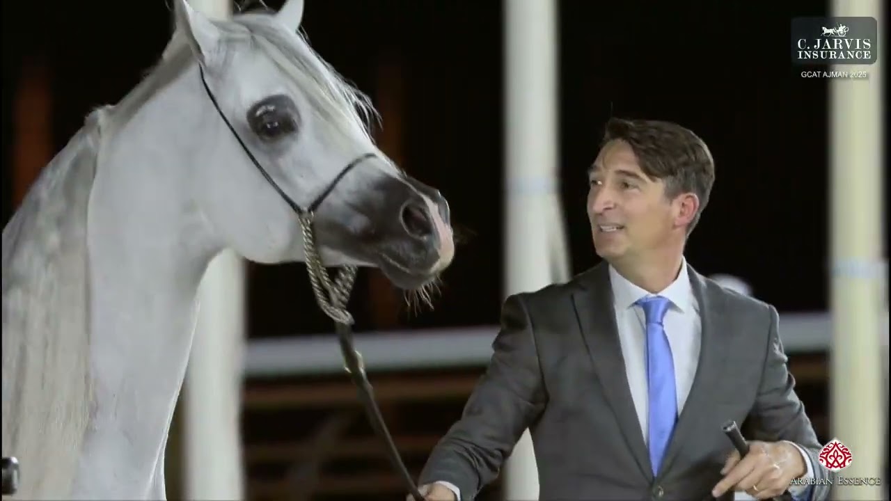 N 151 D SERAJ   GCAT Ajman 2025   Senior Stallions Class 6C