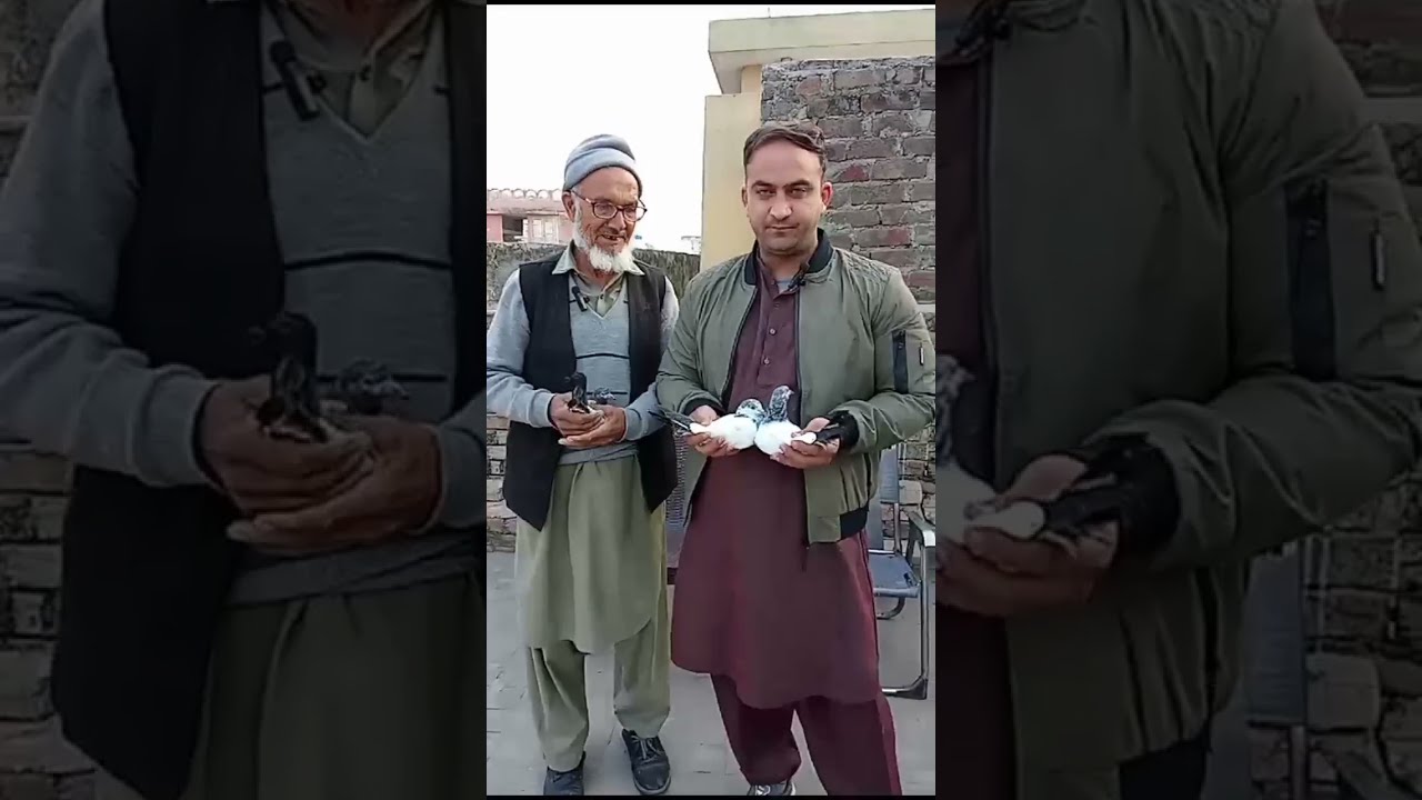 Ali wala Breder bacha 30 years old blood line #pegionlover #kabotrbazi #shorts