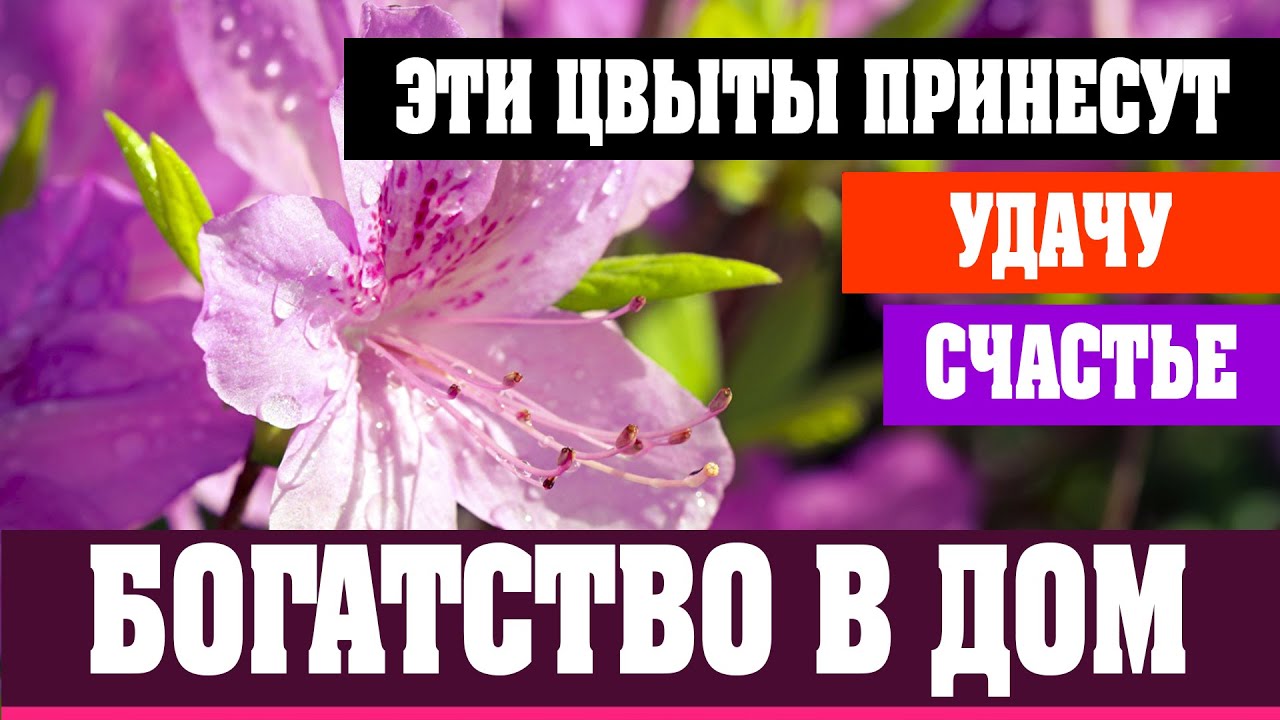 ТОП 10 КОМНАТНЫХ РАСТЕНИЙ ДЛЯ ПРИВЛЕЧЕНИЯ: УДАЧИ, СЧАСТЬЯ И БОГАТСТВА В ДОМЕ